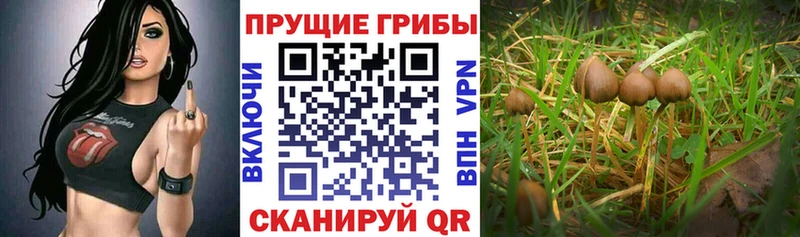 сколько стоит  mega онион  Псилоцибиновые грибы MAGIC MUSHROOMS  Большой Камень 